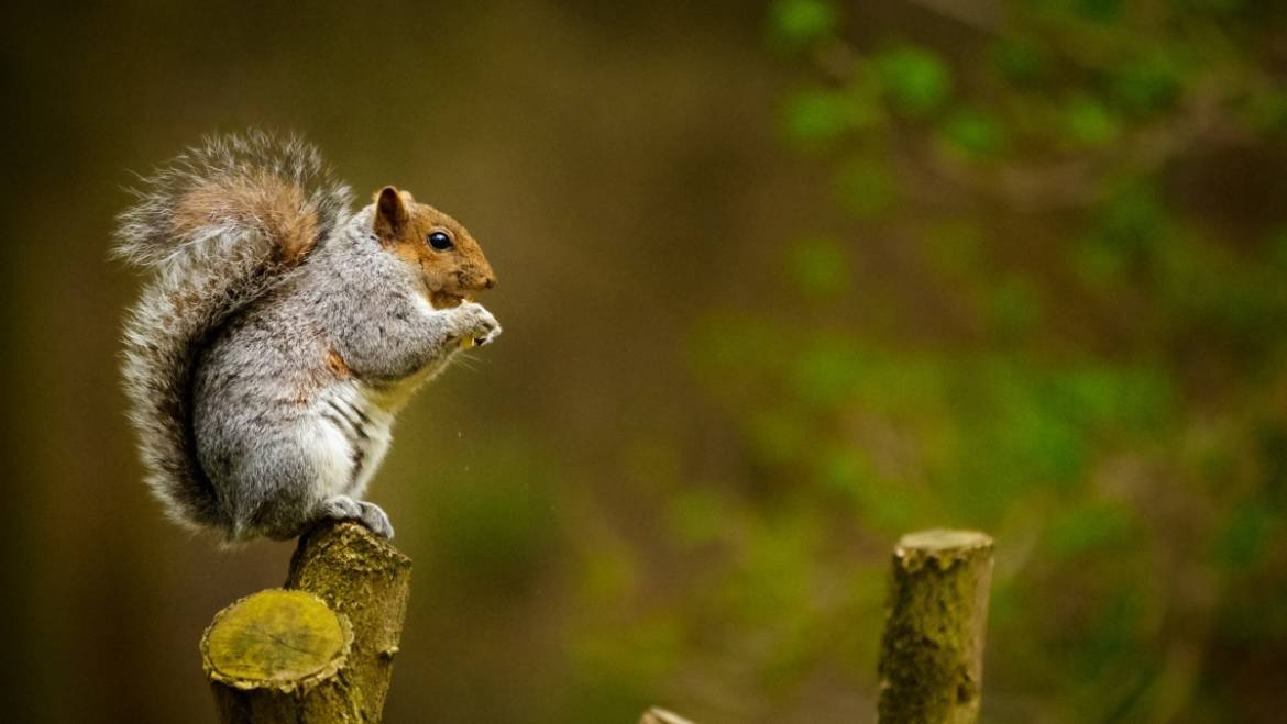 Save The Squirrels
