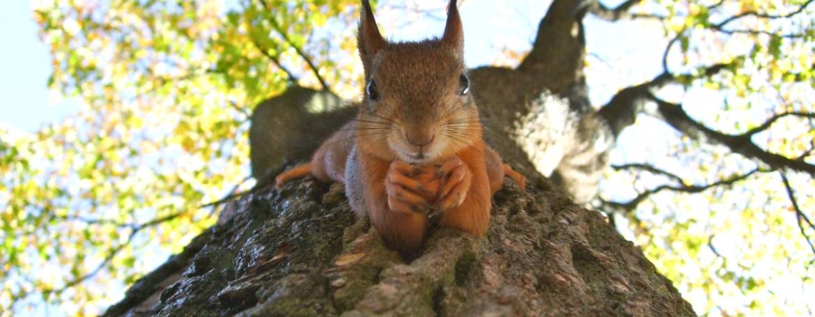 Save The Squirrels – Parte Seconda
