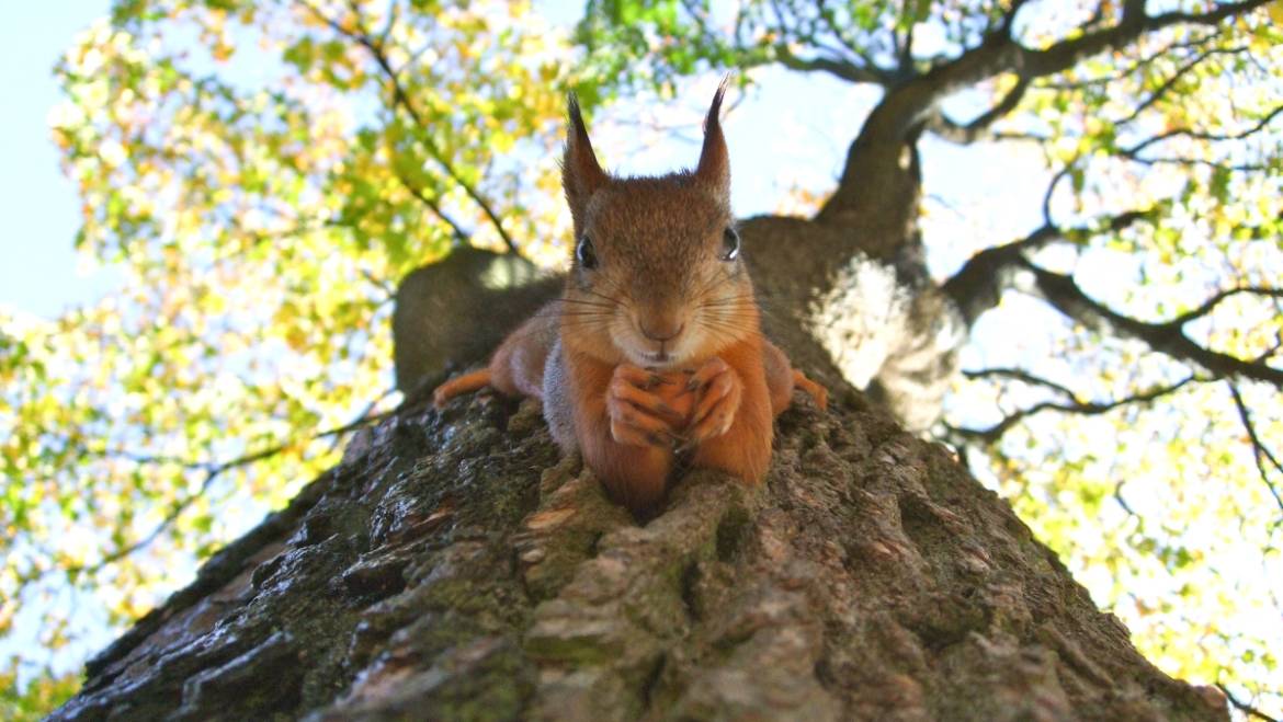 Save The Squirrels – Parte Seconda