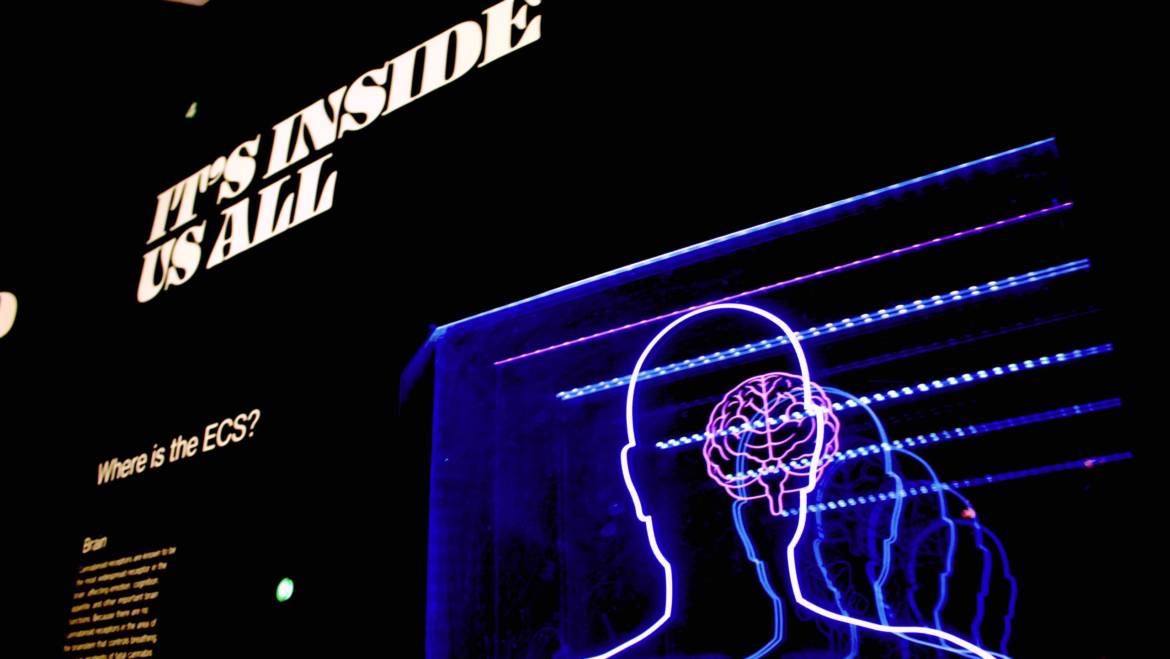 Il Narcisismo – Parte Quarta